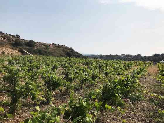 Limantepe Vinery Урла