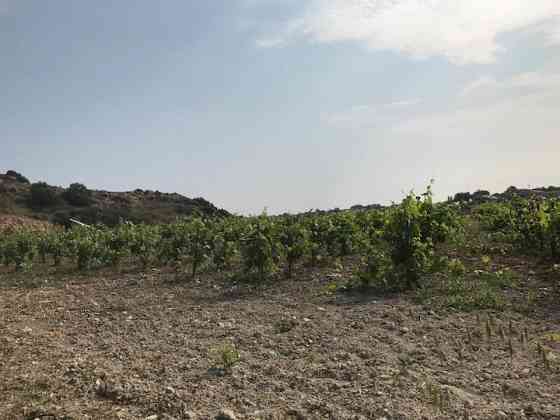 Limantepe Vinery Урла