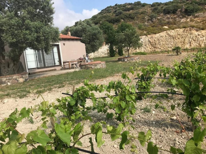 Limantepe Vinery Урла - изображение 4