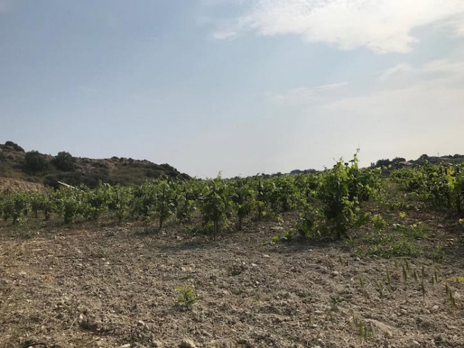 Limantepe Vinery Урла - изображение 5