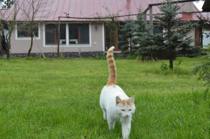 Дом с отдельным садом площадью 3 тысячи м2 на природе. Bolu - photo 1