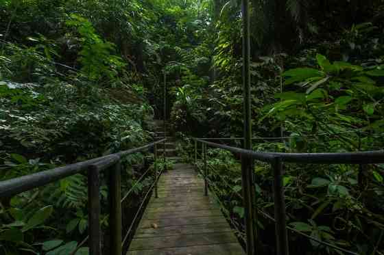 НОВАЯ СКИДКА 20% | Forest Escape in Payangan, Bali Ubud