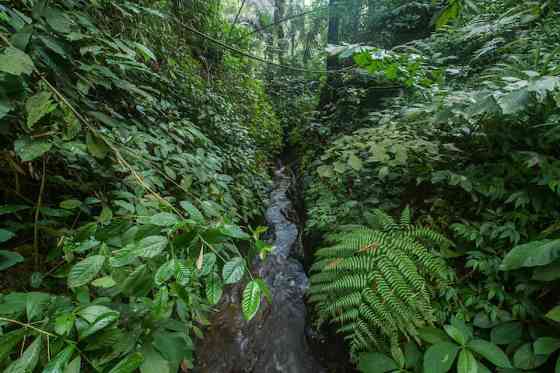 НОВАЯ СКИДКА 20% | Forest Escape in Payangan, Bali Ubud