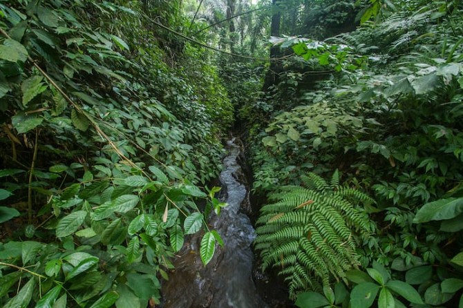 НОВАЯ СКИДКА 20% | Forest Escape in Payangan, Bali Ubud - изображение 6