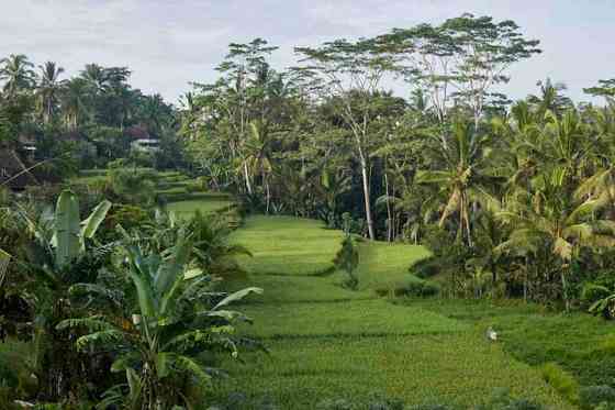 Умакитабали - панорамные рисовые террасы в Убуде Ubud