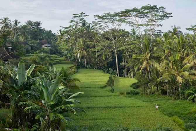 Умакитабали - панорамные рисовые террасы в Убуде Ubud - изображение 4