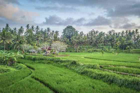 ПРОМОАКЦИЯ в последнюю минуту! Роскошный оазис, потрясающие виды! Ubud