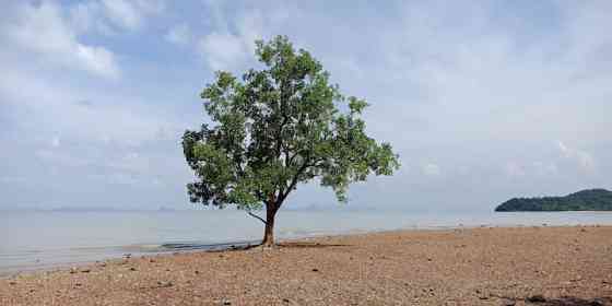 Дерево в море 3 Транг