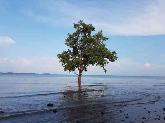 Дерево в море 3 Транг