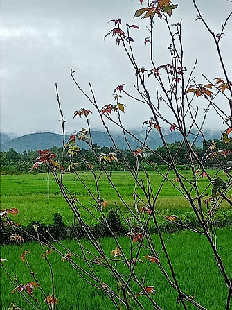 Из окон открывается вид на рисовое поле и горы San Kamphaeng - photo 4