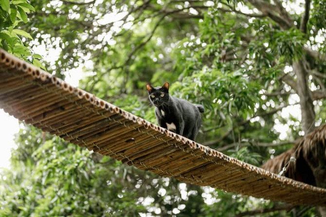 Потрясающий бамбуковый домик на дереве в кошачьем саду Hang Dong - photo 2