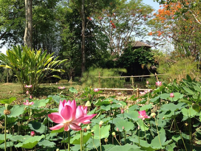 Бунгало для творческого пруда с лотосами San Kamphaeng - photo 2