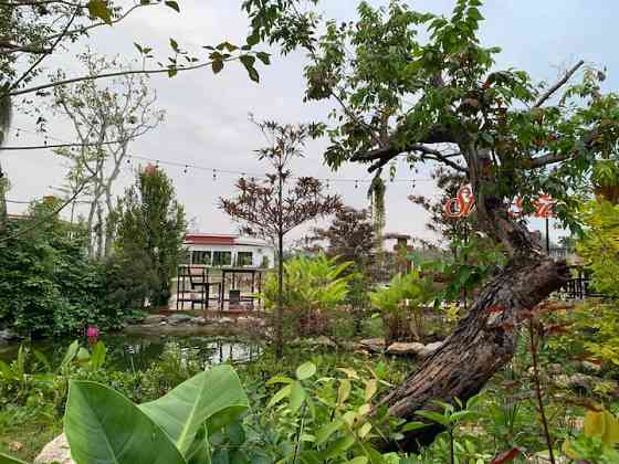 Деревья Kamphaeng Phet