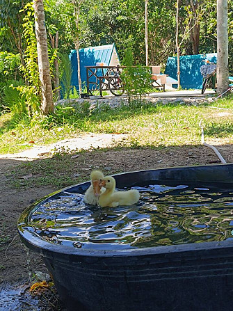 บ้านคุณย่า Яла - изображение 5