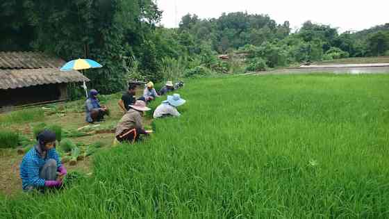 кемпинг с шампунем сача Phrae