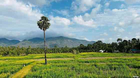 Chan Chan Home - Coconut Tree Prachuap Khiri Khan