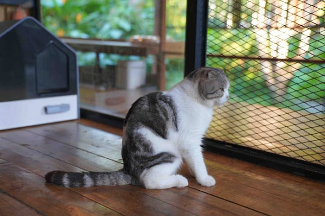 Catouse & Hotsouse & Hotspring Cat House Ranong - photo 6