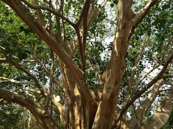 Bodhi Tree Bungalow Tha Mai