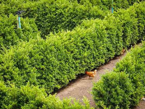 Проживание в амбаре на куриной ферме Hedge Maze. Phanom Sarakham