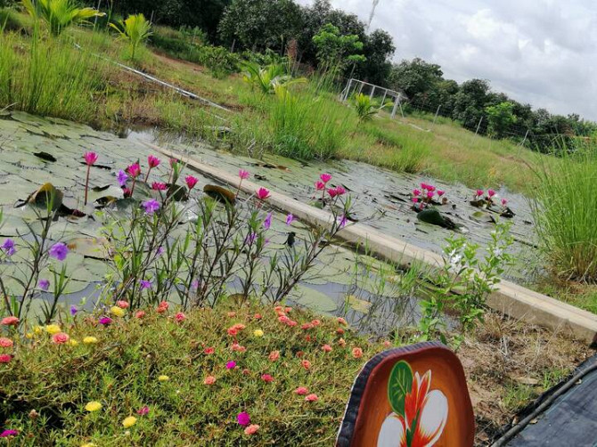 บ้านสวนพิงพฤกษา  Baansuan Pingpruksa Проживание в семьях Phanom Sarakham - изображение 4