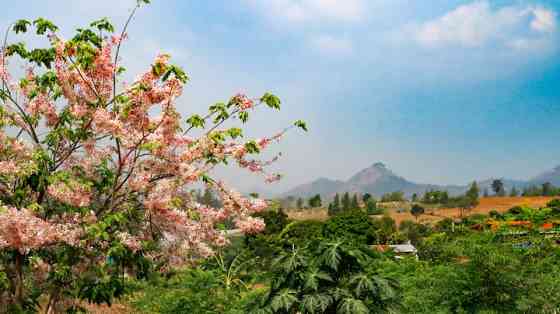 Вилла Noina Farmstay в тайском стиле Pak Chong