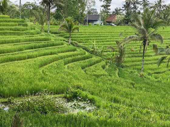 Wana Cabin - Tabanan Rice Field View Tabanan