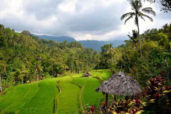 Buda 's Homestay Lemukih - Garden View Bungalow Singaraja