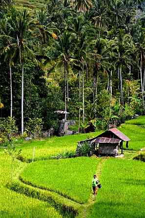 Buda 's Homestay Lemukih - Garden View Bungalow Singaraja