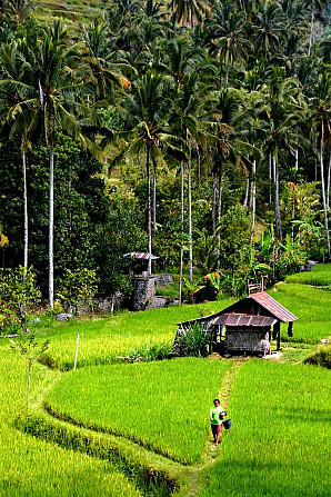 Buda 's Homestay Lemukih - Garden View Bungalow Singaraja - photo 3