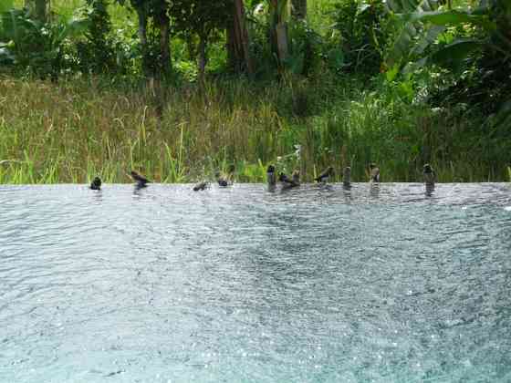 Вилла Joglo Villa at Rice Terrace (-а). Ubud