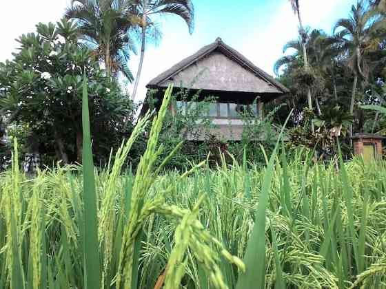 Райский сад с видом на рисовое поле на закате Ubud